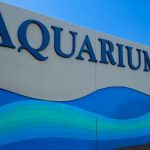 Local Maui Ocean Center offers a wonderful Aquarium