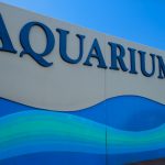 An amazing aquarium is just up the street