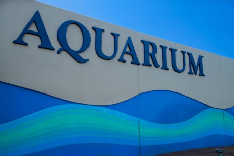 An amazing aquarium is just up the street