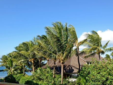 Palm Tree Paradise - Enjoy being surrounded by the tropical landscaping. You'll love watching the palm trees sway in the wind while you spend your time at the beach.