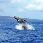 Whale watching on Maui during whale season