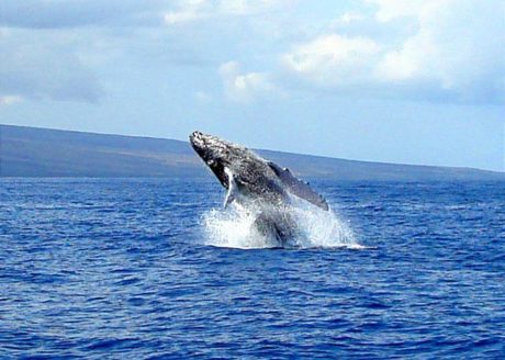 Whale watching on Maui during whale season