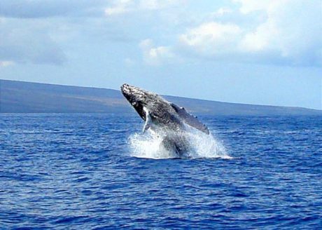 Maui Parkshore Whale Season