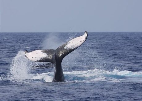 Maui comes alive in Humpback Whale season, December to May.