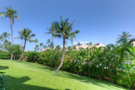 Palm Tree Paradise - Get lost in the beauty of nature! The palm trees are a lovely sight and bring a sense of peace to your vacation! Book Kamaole Sands 6-107 today!