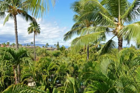 Want to Wake Up to These Views? - You can when you book Maui Banyan T-305 today!