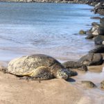 Turtles are often seen at the beach across the street from Kihei