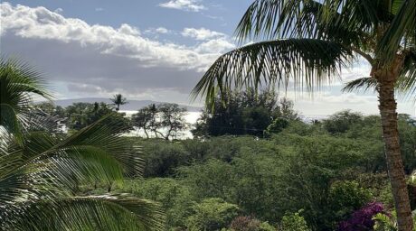 Maui Banyan #H-407