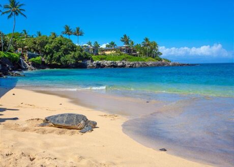 Beach/ turtle