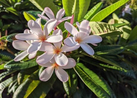 Royal Kahana Flowers