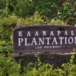 Kaanapali Plantation 20